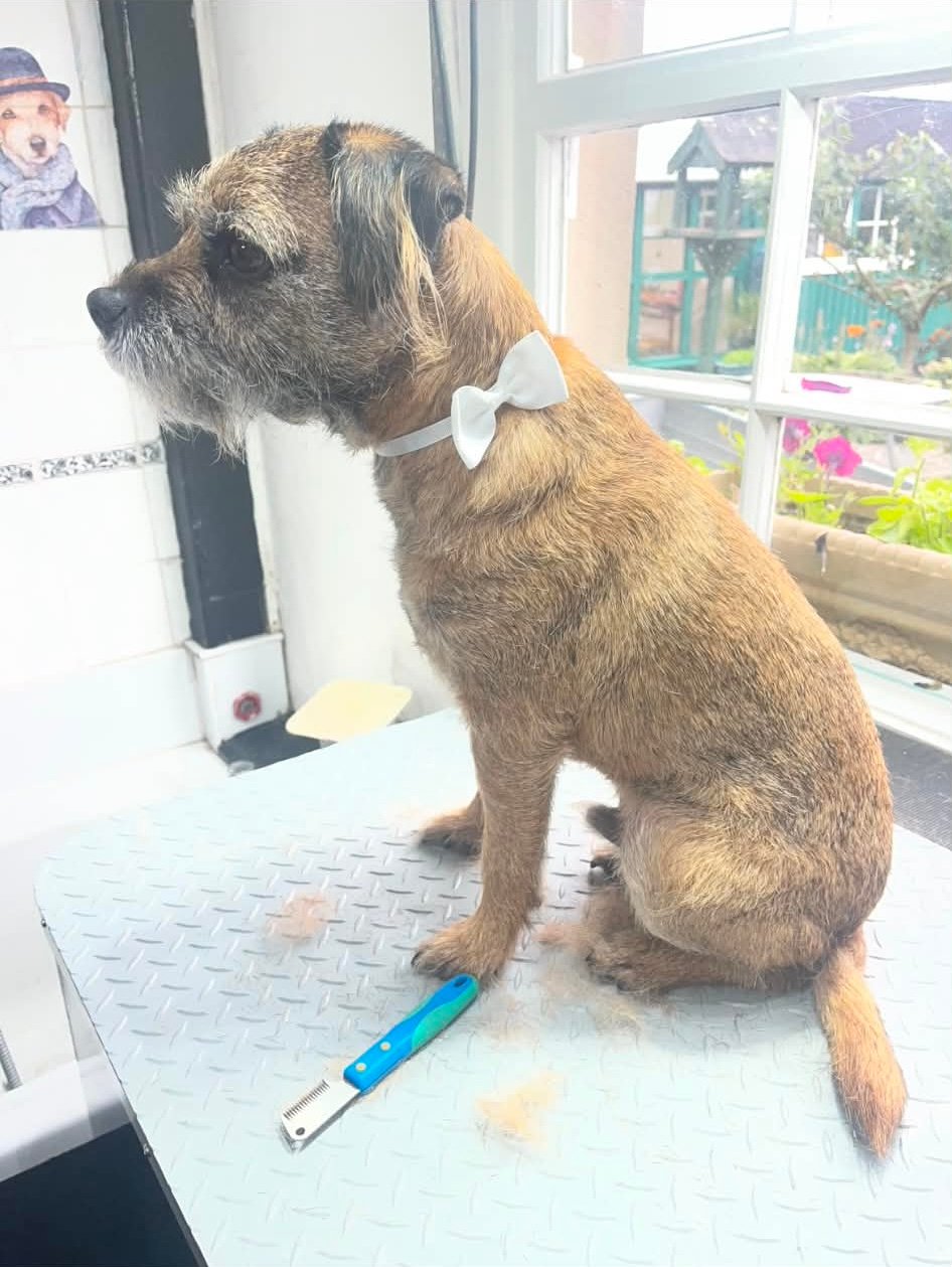 Brodie in for a hand strip