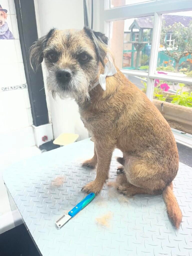 Dog or cat groomed by Linda Aitchison Dog Grooming