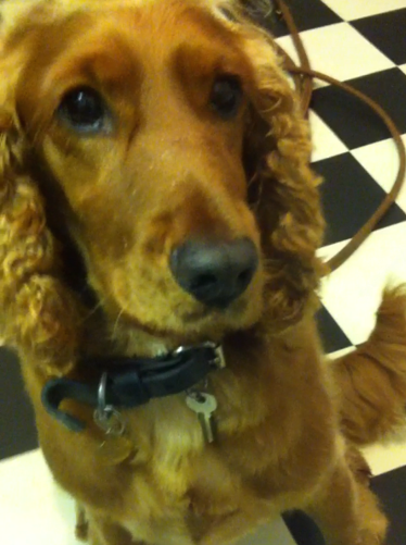 Buddy Boy