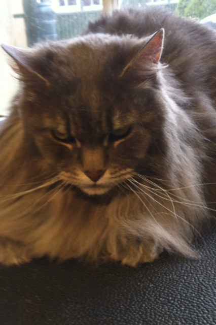 Beautiful Maine Coon to groom