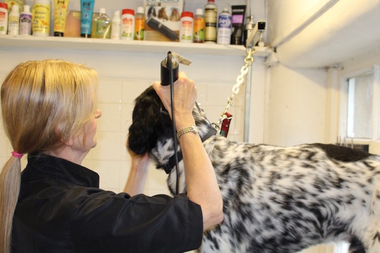 Archie getting Groomed