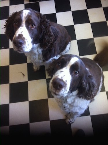 Tilly & Henry