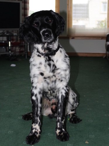 Archie
