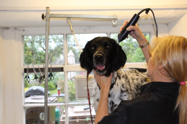 Grooming Archie