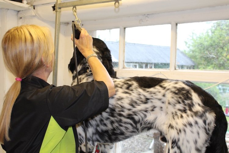 Archie getting Groomed