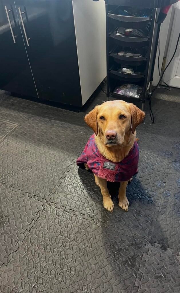 Dog or cat groomed by Linda Aitchison Dog Grooming