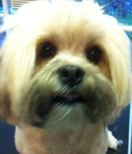 Lola