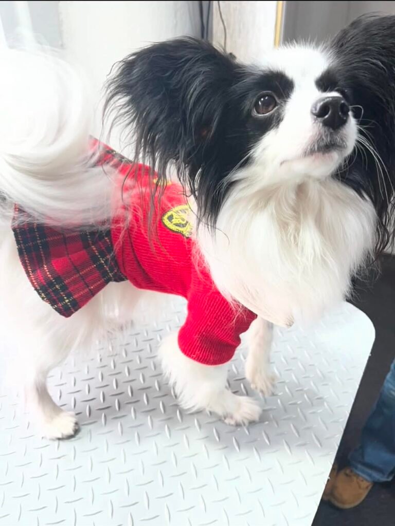 Dog or cat groomed by Linda Aitchison Dog Grooming