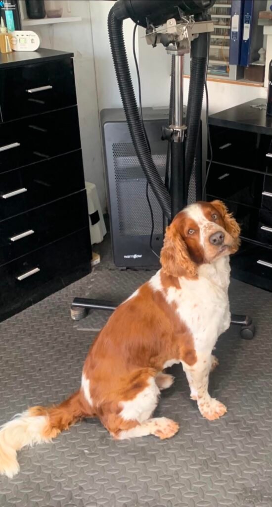 Dog or cat groomed by Linda Aitchison Dog Grooming