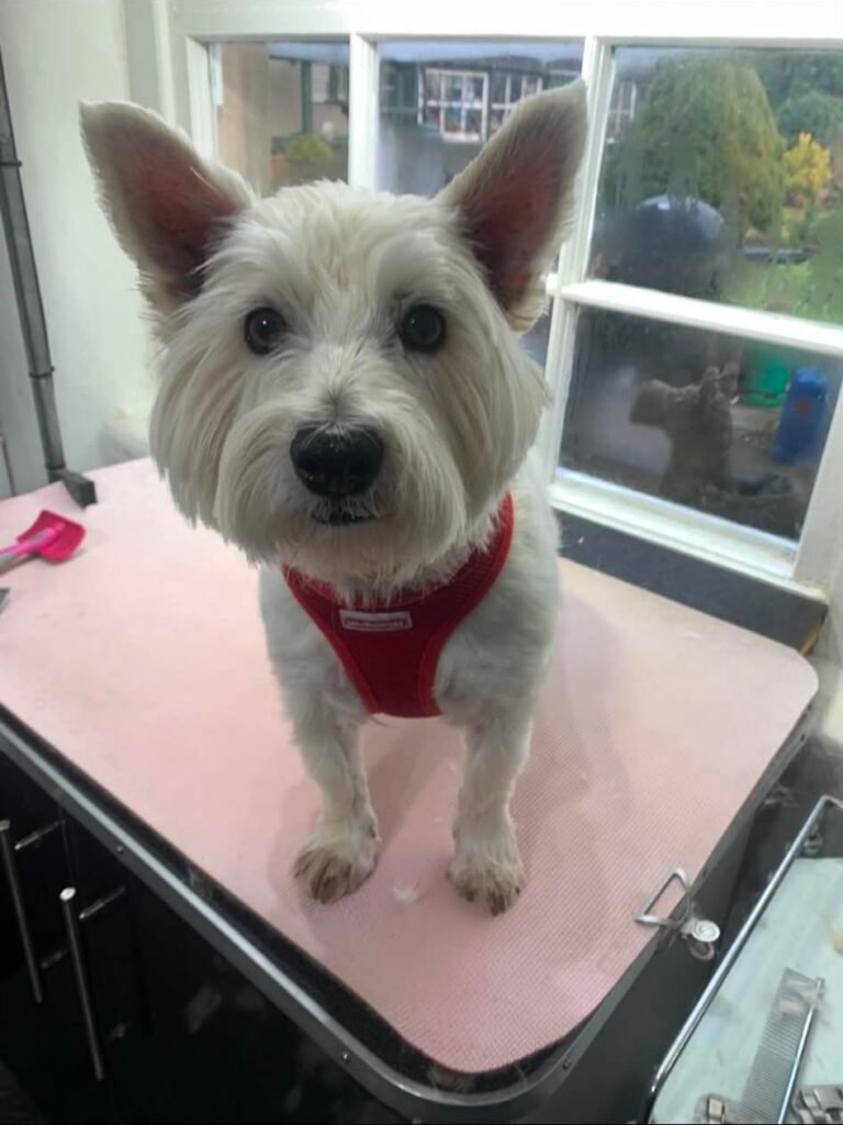 Dog or cat groomed by Linda Aitchison Dog Grooming